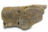 Fossil Dinosaur Bone Section - Wyoming #381195-1